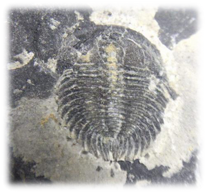 三叶虫化石.png